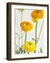 Yellow Ranunculus-Michelle Garrett-Framed Photographic Print