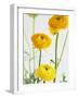 Yellow Ranunculus-Michelle Garrett-Framed Photographic Print