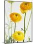 Yellow Ranunculus-Michelle Garrett-Mounted Photographic Print