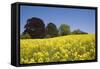 Yellow Rape Fields, Canola Fields, Wiltshire, England Against a Blue Sky-David Clapp-Framed Stretched Canvas