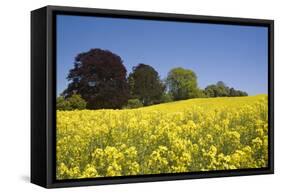 Yellow Rape Fields, Canola Fields, Wiltshire, England Against a Blue Sky-David Clapp-Framed Stretched Canvas