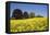 Yellow Rape Fields, Canola Fields, Wiltshire, England Against a Blue Sky-David Clapp-Framed Stretched Canvas