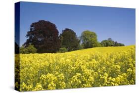 Yellow Rape Fields, Canola Fields, Wiltshire, England Against a Blue Sky-David Clapp-Stretched Canvas