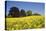 Yellow Rape Fields, Canola Fields, Wiltshire, England Against a Blue Sky-David Clapp-Stretched Canvas