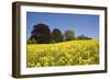 Yellow Rape Fields, Canola Fields, Wiltshire, England Against a Blue Sky-David Clapp-Framed Photographic Print