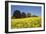 Yellow Rape Fields, Canola Fields, Wiltshire, England Against a Blue Sky-David Clapp-Framed Photographic Print