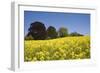 Yellow Rape Fields, Canola Fields, Wiltshire, England Against a Blue Sky-David Clapp-Framed Photographic Print