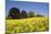 Yellow Rape Fields, Canola Fields, Wiltshire, England Against a Blue Sky-David Clapp-Mounted Photographic Print