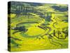 Yellow Rape Flowers Cover Qianqiou Terraces, China-Charles Crust-Stretched Canvas