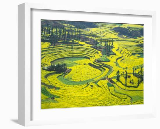 Yellow Rape Flowers Cover Qianqiou Terraces, China-Charles Crust-Framed Premium Photographic Print