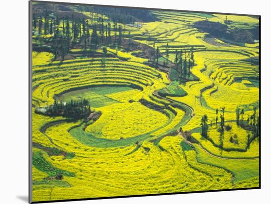 Yellow Rape Flowers Cover Qianqiou Terraces, China-Charles Crust-Mounted Premium Photographic Print