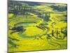 Yellow Rape Flowers Cover Qianqiou Terraces, China-Charles Crust-Mounted Premium Photographic Print