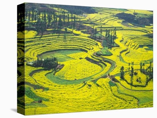 Yellow Rape Flowers Cover Qianqiou Terraces, China-Charles Crust-Stretched Canvas