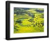 Yellow Rape Flowers Cover Qianqiou Terraces, China-Charles Crust-Framed Photographic Print