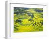 Yellow Rape Flowers Cover Qianqiou Terraces, China-Charles Crust-Framed Photographic Print