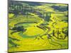 Yellow Rape Flowers Cover Qianqiou Terraces, China-Charles Crust-Mounted Photographic Print