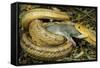 Yellow Rat Snake with Rat Prey in Mouth-null-Framed Stretched Canvas