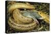 Yellow Rat Snake with Rat Prey in Mouth-null-Stretched Canvas