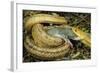 Yellow Rat Snake with Rat Prey in Mouth-null-Framed Photographic Print