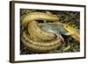 Yellow Rat Snake with Rat Prey in Mouth-null-Framed Photographic Print