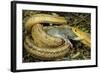 Yellow Rat Snake with Rat Prey in Mouth-null-Framed Photographic Print