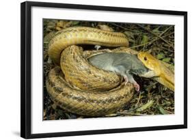 Yellow Rat Snake with Rat Prey in Mouth-null-Framed Photographic Print