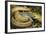 Yellow Rat Snake with Rat Prey in Mouth-null-Framed Photographic Print