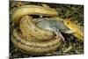 Yellow Rat Snake with Rat Prey in Mouth-null-Mounted Photographic Print