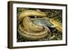 Yellow Rat Snake with Rat Prey in Mouth-null-Framed Photographic Print