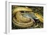 Yellow Rat Snake with Rat Prey in Mouth-null-Framed Photographic Print