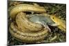 Yellow Rat Snake with Rat Prey in Mouth-null-Mounted Photographic Print