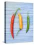 Yellow Red and Green Chilli Peppers Chillies Freshly Harvested on Pale Blue Background-Gary Smith-Stretched Canvas