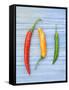 Yellow Red and Green Chilli Peppers Chillies Freshly Harvested on Pale Blue Background-Gary Smith-Framed Stretched Canvas