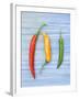 Yellow Red and Green Chilli Peppers Chillies Freshly Harvested on Pale Blue Background-Gary Smith-Framed Photographic Print