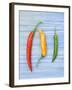 Yellow Red and Green Chilli Peppers Chillies Freshly Harvested on Pale Blue Background-Gary Smith-Framed Photographic Print