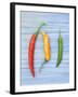 Yellow Red and Green Chilli Peppers Chillies Freshly Harvested on Pale Blue Background-Gary Smith-Framed Photographic Print