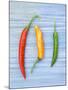 Yellow Red and Green Chilli Peppers Chillies Freshly Harvested on Pale Blue Background-Gary Smith-Mounted Photographic Print