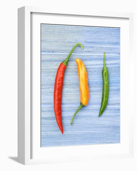 Yellow Red and Green Chilli Peppers Chillies Freshly Harvested on Pale Blue Background-Gary Smith-Framed Photographic Print