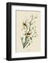 Yellow Red-Poll Warbler-John James Audubon-Framed Art Print