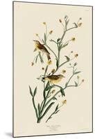 Yellow Red-Poll Warbler-John James Audubon-Mounted Art Print