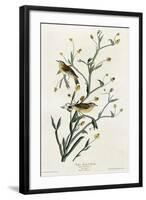 Yellow Red Poll Warbler-null-Framed Giclee Print