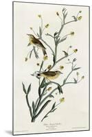 Yellow Red Poll Warbler-null-Mounted Giclee Print