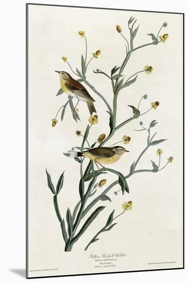 Yellow Red Poll Warbler-null-Mounted Giclee Print