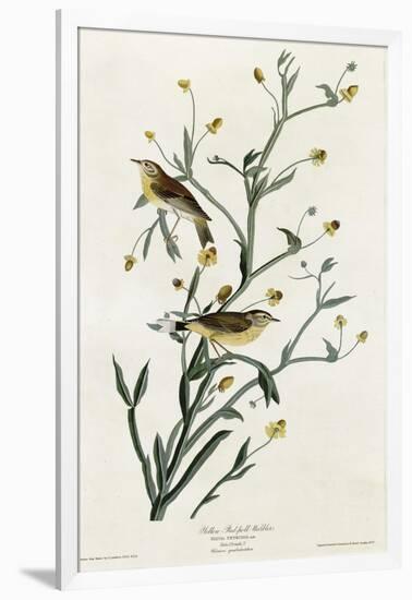 Yellow Red Poll Warbler-null-Framed Giclee Print