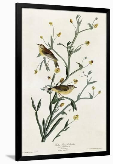 Yellow Red Poll Warbler-null-Framed Giclee Print