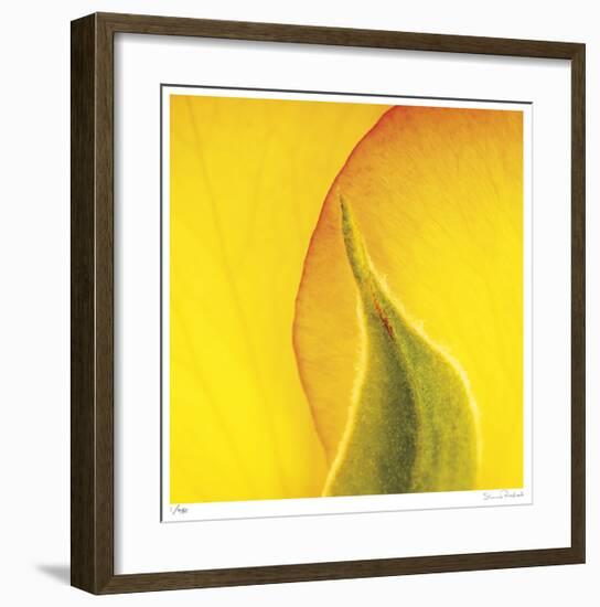 Yellow Red Rose Abstract No 186-Shams Rasheed-Framed Giclee Print