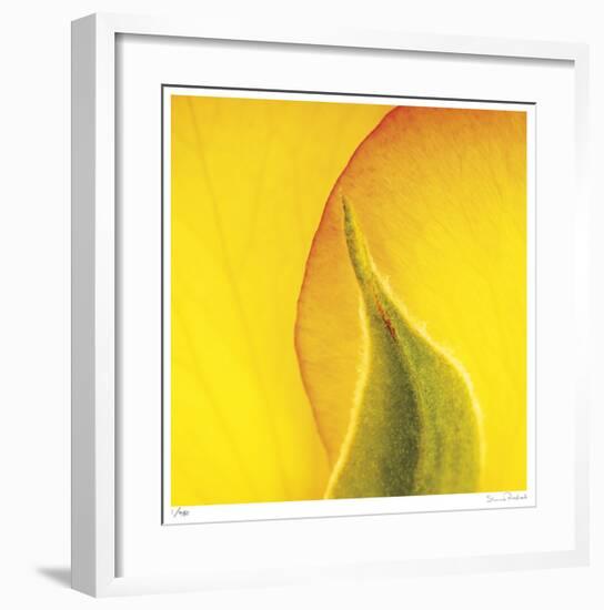 Yellow Red Rose Abstract No 186-Shams Rasheed-Framed Giclee Print