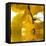 Yellow Reflection on an Autumn Morning-Philippe Sainte-Laudy-Framed Stretched Canvas