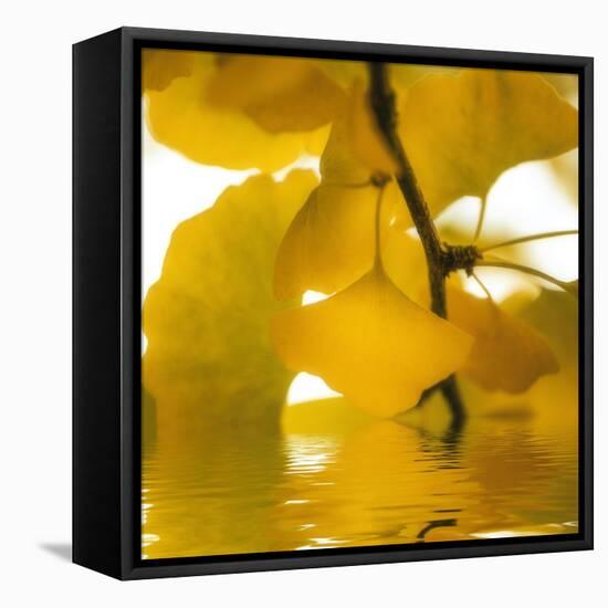 Yellow Reflection on an Autumn Morning-Philippe Sainte-Laudy-Framed Stretched Canvas