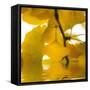 Yellow Reflection on an Autumn Morning-Philippe Sainte-Laudy-Framed Stretched Canvas